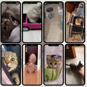 Funny Cat Videos Bundle: Viral Reels for TikTok, Instagram, Shorts (MP4 Digital Download)