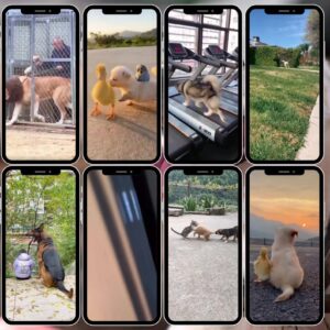 4300+ Pet Reels PLR MRR Resell Rights Commercial Use Funny Dog Cat Content Bundle