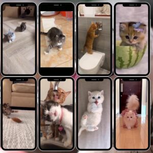 4300+ Pet Reels PLR MRR Resell Rights Commercial Use Funny Dog Cat Content Bundle